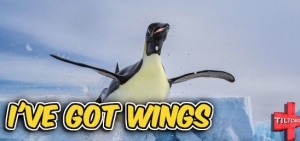 S16 EP 615 I&#039;ve Got Wings