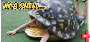 S17 EP 640 In A Shell